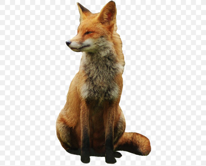 Red Fox Arctic Fox, PNG, 411x662px, Red Fox, Animal, Arctic Fox, Canidae, Carnivoran Download Free