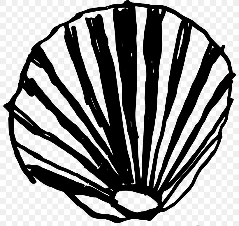 Seashell Clam Conch Clip Art, PNG, 800x777px, Seashell, Black And White, Clam, Conch, Drawing Download Free