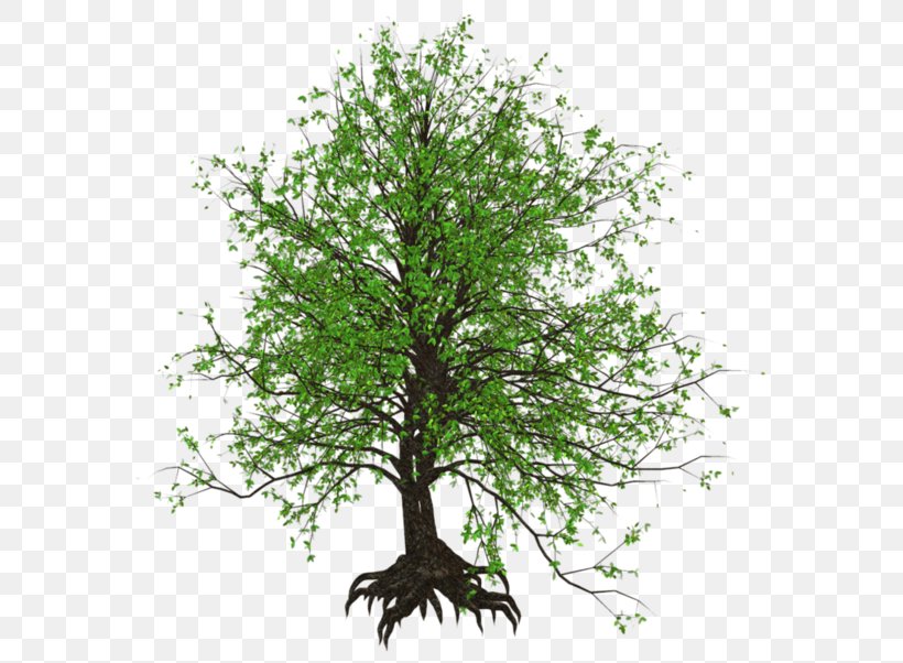 Tree Painting Clip Art, PNG, 600x602px, Tree, Branch, Drawing, Houseplant, Microsoft Paint Download Free