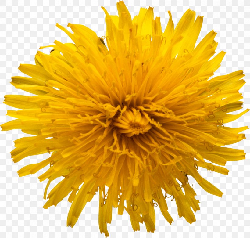 Common Sunflower Sunflower Seed Stock Photography Clip Art, PNG, 1200x1142px, Common Sunflower, Chrysanths, Cut Flowers, Daisy Family, Dandelion Download Free