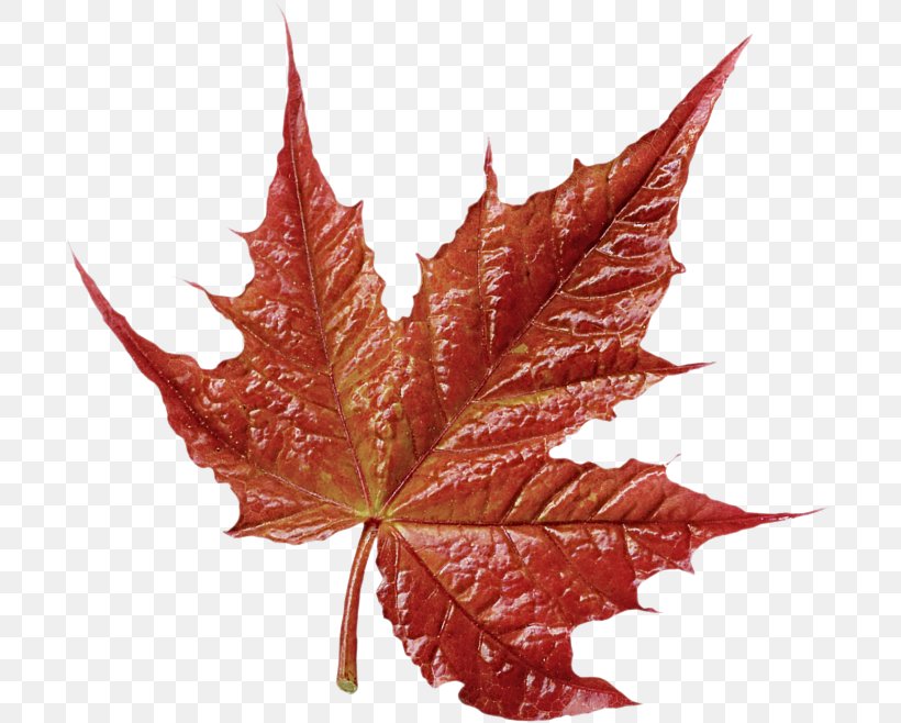 Maple Leaf, PNG, 699x658px, Leaf, Black Maple, Flower, Maple, Maple Leaf Download Free