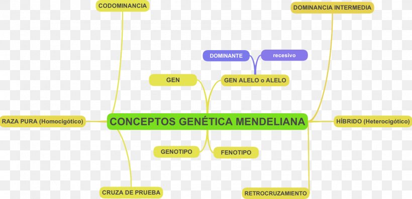 Mendelian Inheritance Molecular Genetics Phenotypic Trait Heredity, PNG, 1579x766px, Mendelian Inheritance, Biochemistry, Brand, Concept, Concept Map Download Free