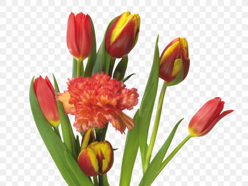 Tulip Mania Flower Bouquet, PNG, 1600x1200px, Tulip Mania, Cut Flowers, Display Resolution, Floral Design, Floristry Download Free