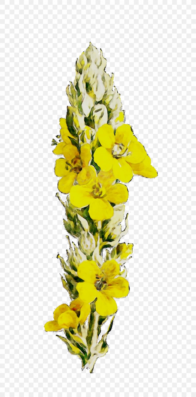 Cut Flowers Floral Design Mullein Yellow, PNG, 955x1934px, Cut Flowers, Broomrape, Delphinium, Floral Design, Flower Download Free
