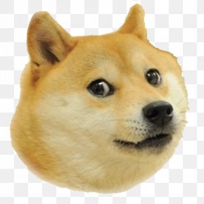 Save The Doge Images, Save The Doge Transparent PNG, Free download