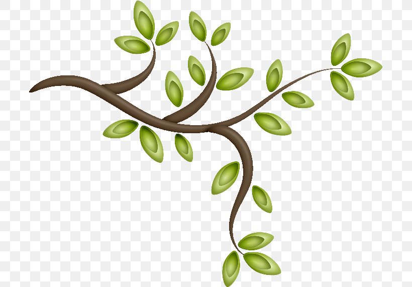 Tree Picture Frames Branch Plant Leaf, PNG, 703x571px, Tree, Branch, Description, Drawing, Flora Download Free