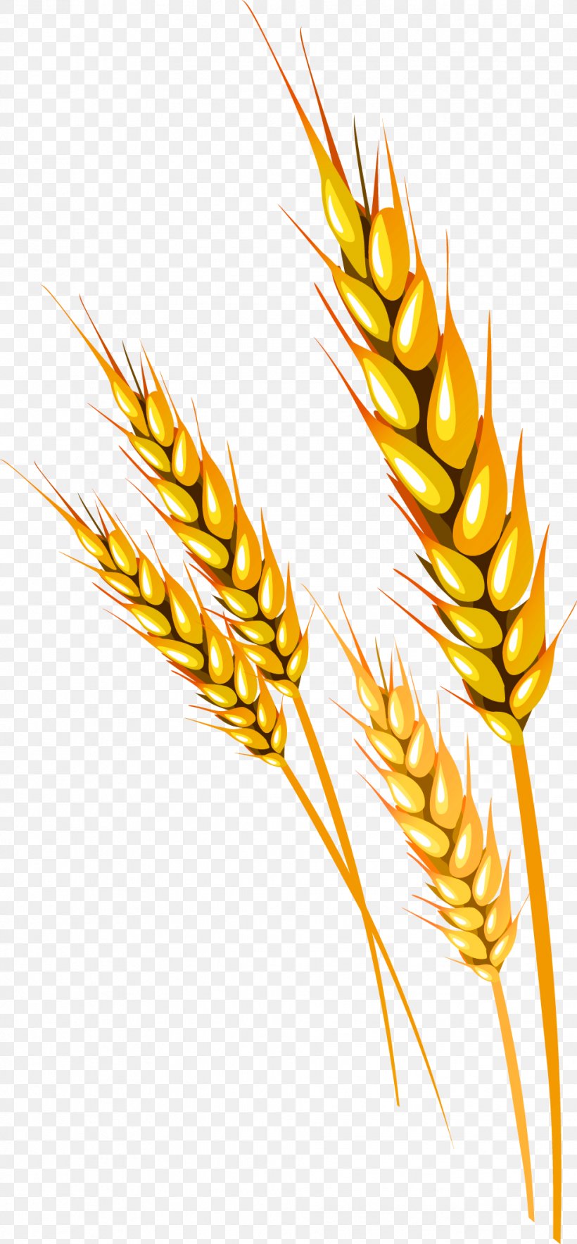 Yellow Fresh Rice Decoration Pattern, PNG, 981x2115px, Wheat, Aartje, Cereal, Commodity, Ear Download Free