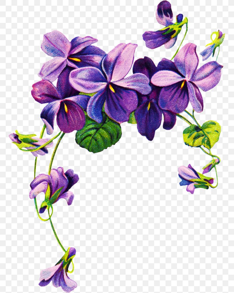 African Violets Purple Flower Clip Art, PNG, 761x1024px, Violet, African Violets, Cut Flowers, Drawing, Flora Download Free
