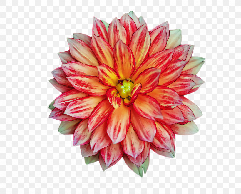 Artificial Flower, PNG, 1592x1280px, Dahlia, Artificial Flower, Biology, Chrysanthemum, Cut Flowers Download Free