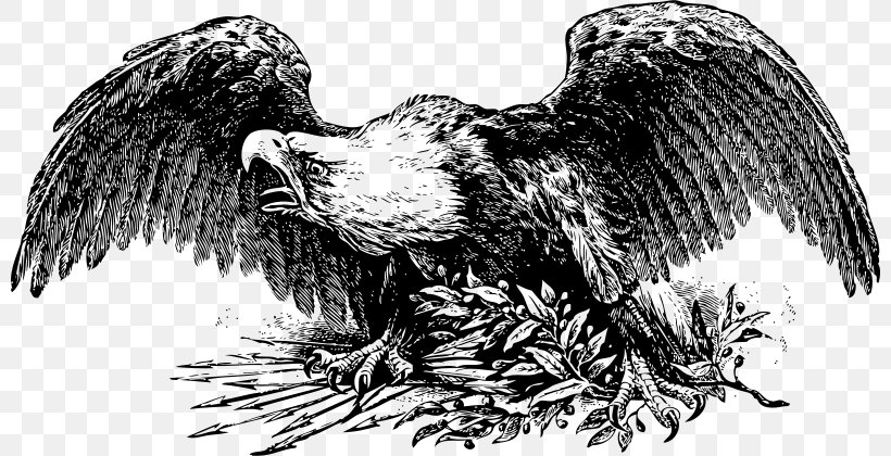 Bald Eagle Clip Art, PNG, 800x420px, Bald Eagle, Beak, Bird, Bird Of Prey, Black And White Download Free