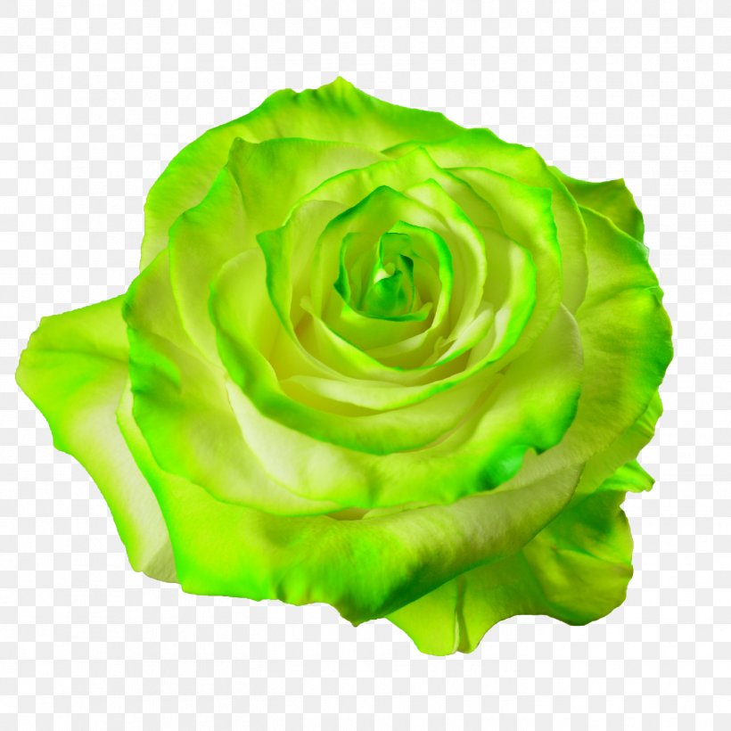 Garden Roses Cabbage Rose Flower Petal Desktop Wallpaper, PNG, 1417x1417px, Garden Roses, Aesthetics, Artificial Flower, Cabbage Rose, Cut Flowers Download Free
