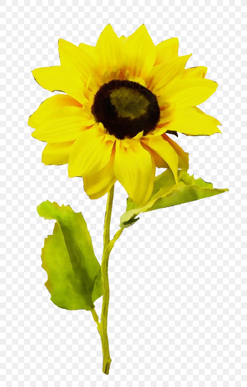 Sunflower, PNG, 739x1280px, Watercolor, Daisy Family, Flower, Flowering Plant, Paint Download Free