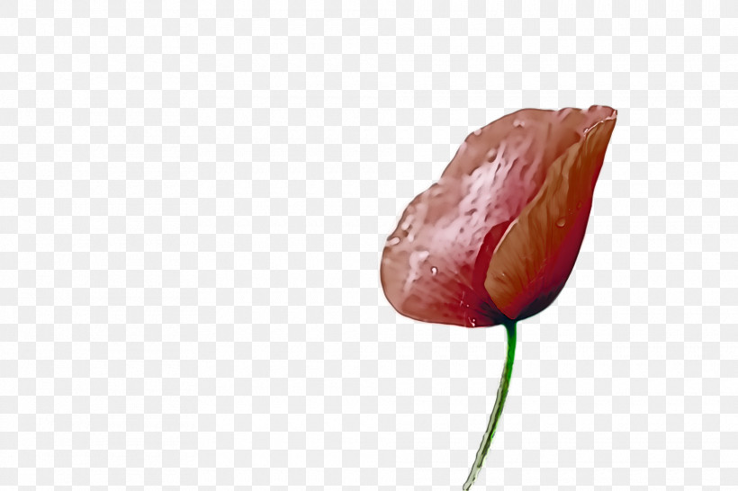 Tulip Petal Close-up, PNG, 1920x1280px, Tulip, Closeup, Petal Download Free