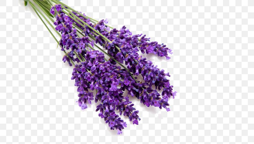 English Lavender Lavender Oil Perfume Odor, PNG, 700x466px, English Lavender, Aroma Compound, Carrot Seed Oil, Cut Flowers, Edible Flower Download Free