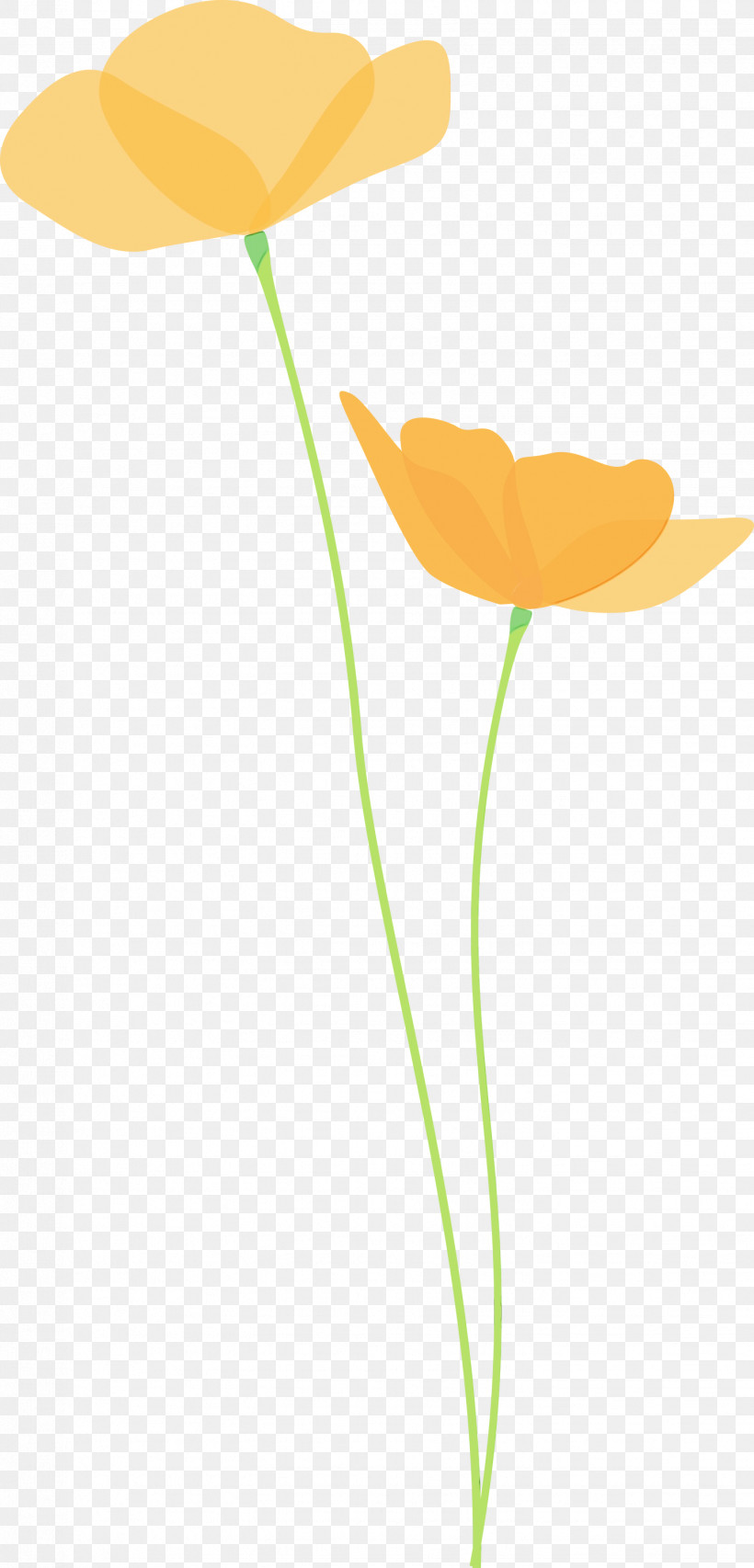 Flower Plant Stem Yellow Plant Leaf, PNG, 1441x2999px, Poppy Flower, Anthurium, Flower, Leaf, Paint Download Free