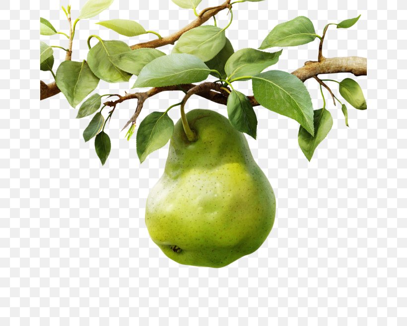 Pear Dietary Supplement B Vitamins Food, PNG, 658x658px, Pear, Citrus, Food, Fruit, Fruit Tree Download Free