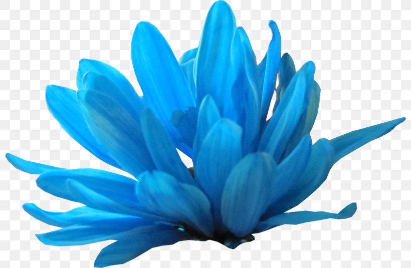 Petal Blue Flower Clip Art, PNG, 800x535px, Petal, Author, Blue, Collage, Flower Download Free