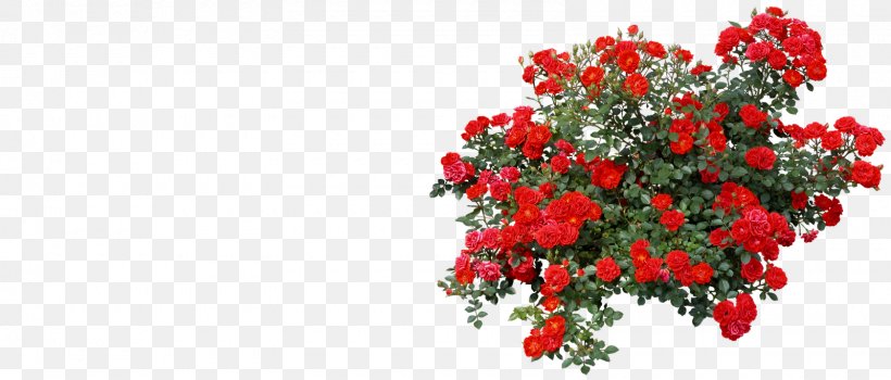 Rose Shrub Clip Art, PNG, 1600x683px, Rose, Annual Plant, Blue Rose, Branch, Cut Flowers Download Free