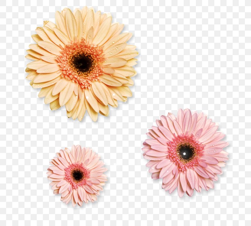 Transvaal Daisy Chrysanthemum Flower Image Yellow, PNG, 740x739px, Transvaal Daisy, Asterales, Chrysanthemum, Color, Cut Flowers Download Free