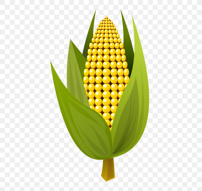 Corn On The Cob Maize Ear Clip Art, PNG, 501x776px, Corn On The Cob, Commodity, Corncob, Ear, Fruit Download Free