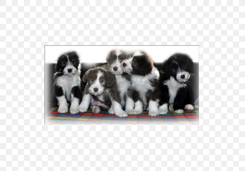 Dog Breed Border Collie Puppy Rough Collie Sporting Group, PNG, 574x574px, Dog Breed, Border Collie, Breed, Carnivoran, Companion Dog Download Free