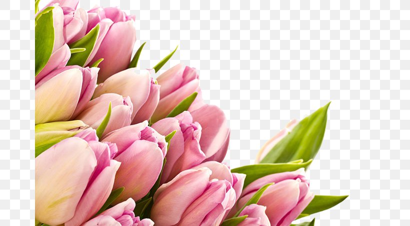 Flower 1080p High-definition Video High-definition Television Wallpaper, PNG, 680x453px, 1610, Flower, Aspect Ratio, Cut Flowers, Floral Design Download Free