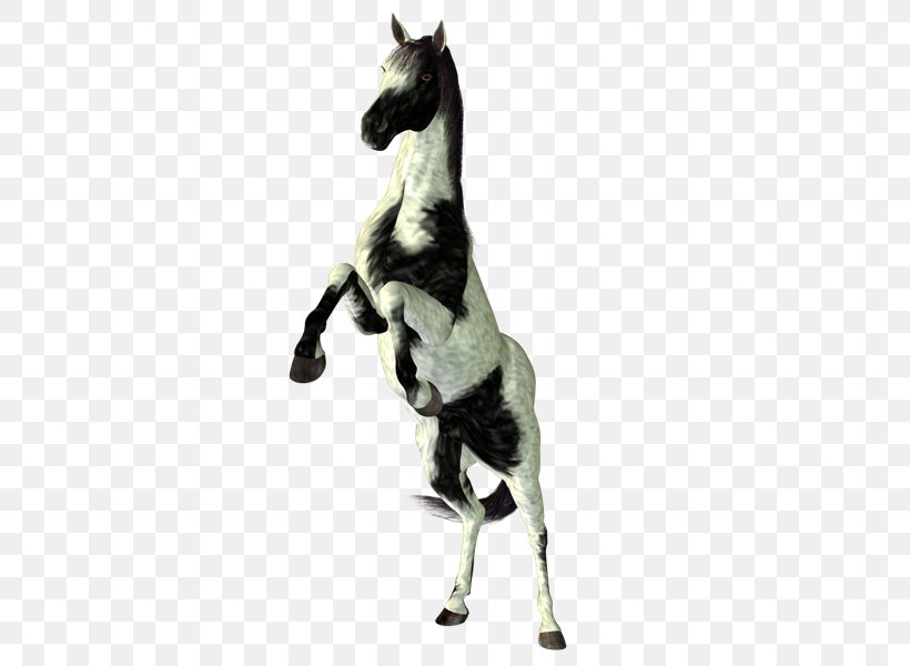 Stallion Mustang Pony Halter PhotoScape, PNG, 800x600px, Stallion, Animal, Animal Figure, Blog, Gimp Download Free