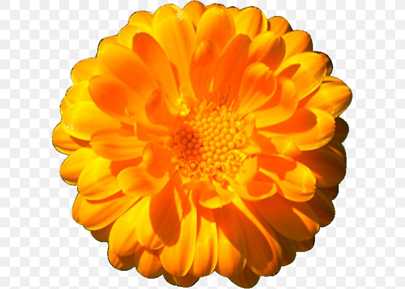 The Marigolds Clip Art, PNG, 609x585px, Marigolds, Calendula, Chrysanths, Daisy Family, Flower Download Free