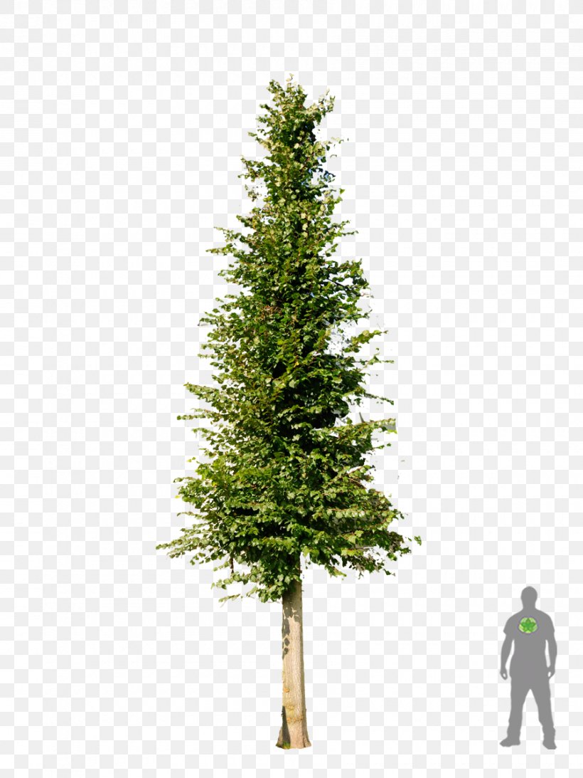 Christmas Tree Pine Fir Spruce, PNG, 900x1200px, Tree, Artificial Christmas Tree, Branch, Christmas, Christmas Decoration Download Free