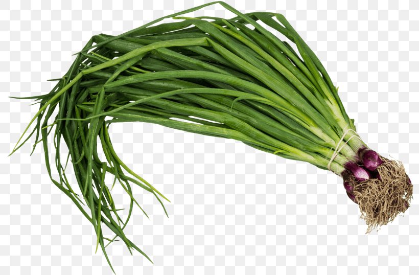 Onion Cartoon, PNG, 798x538px, Scallion, Arugula, Chives, Flowering Plant, Food Download Free