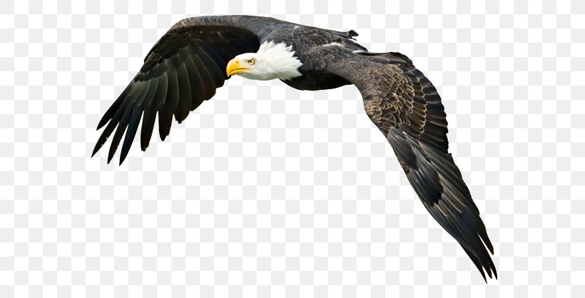 Bald Eagle Bird, PNG, 600x418px, Bald Eagle, Accipitriformes, Beak, Bird, Bird Flight Download Free