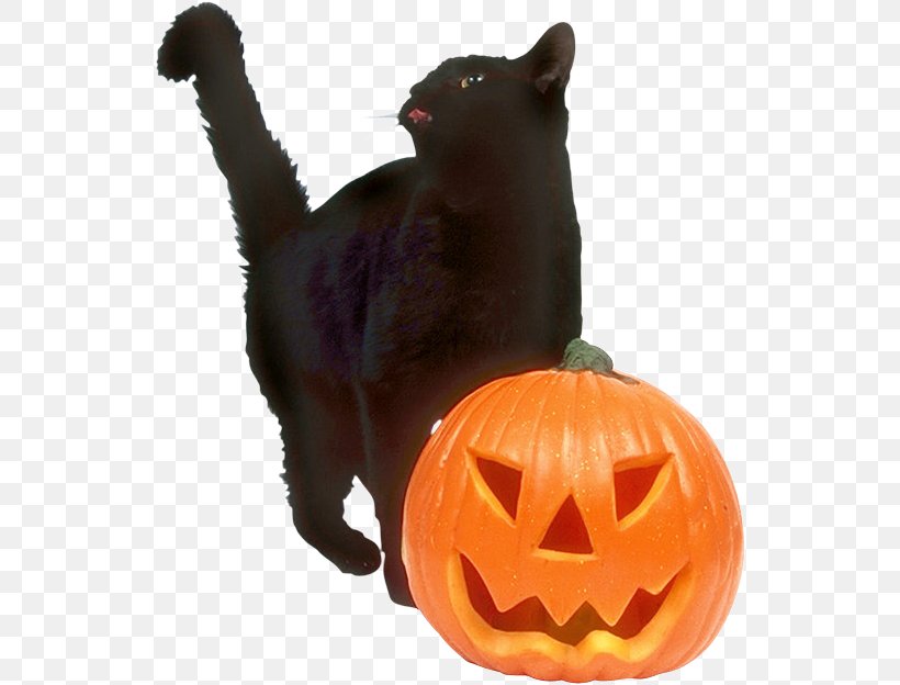Black Cat Halloween Jack-o'-lantern Trick-or-treating Wedding Invitation, PNG, 539x624px, 31 October, Black Cat, Calabaza, Carnivoran, Carving Download Free
