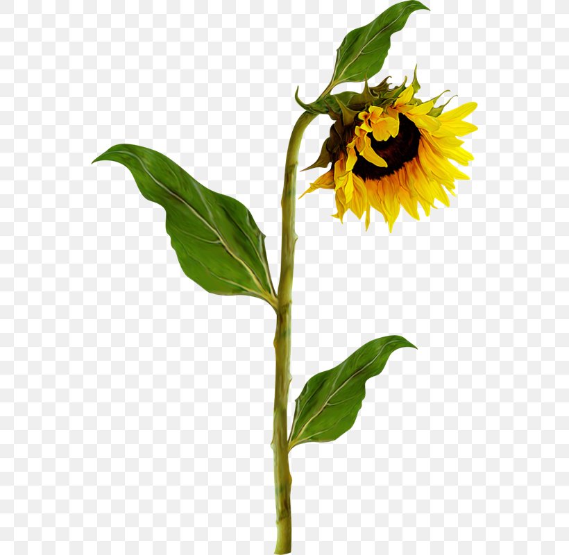 Common Sunflower Photography Clip Art, PNG, 558x800px, Common Sunflower, Albom, Daisy Family, Flora, Flower Download Free