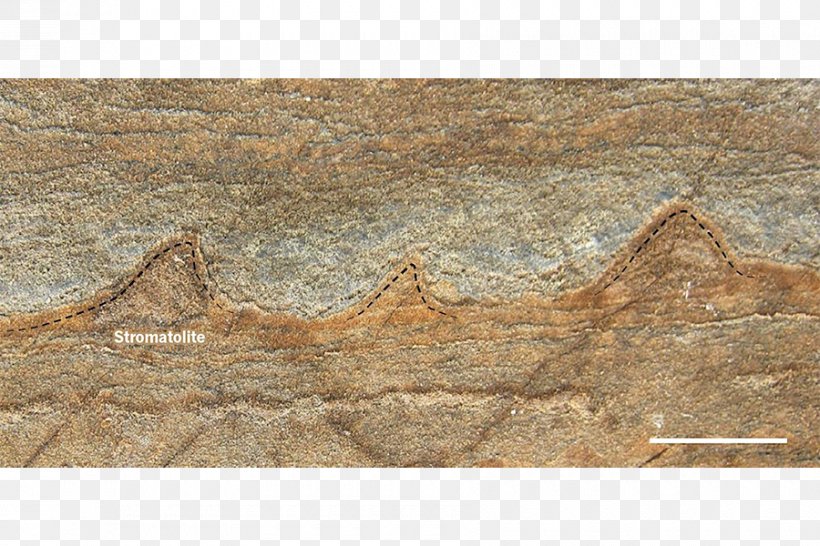 Earth Fossil Stromatolite Warrawoona Science, PNG, 900x600px, Earth, Abiogenesis, Fossil, Geological History Of Earth, Geologist Download Free