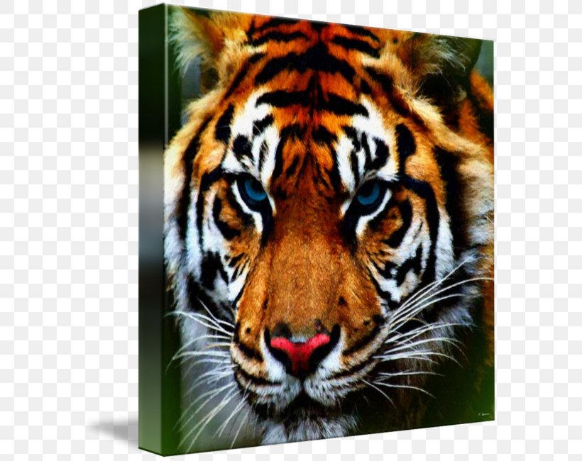 Bengal Tiger Whiskers Animal Bengal Cat, PNG, 588x650px, Tiger, Animal, Animal Print, Art, Bengal Cat Download Free