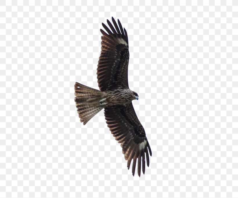 Bird Of Prey Hawk Eagle, PNG, 2050x1704px, Bird, Accipitriformes, Bald Eagle, Beak, Bird Of Prey Download Free