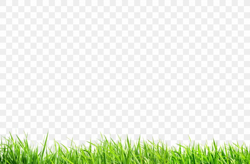 Green Meadow Nature, PNG, 3500x2300px, Green, Environment, Fukei, Grass, Grass Family Download Free