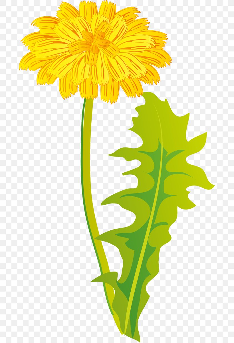 Dandelion Cut Flowers Plant Chrysanthemum, PNG, 687x1200px, Dandelion, Chrysanthemum, Chrysanths, Cut Flowers, Daisy Family Download Free