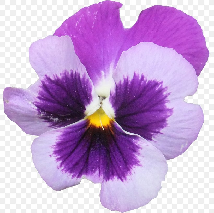 Pansy Garden Club Wildflower Gardening, PNG, 800x816px, Pansy, Annual Plant, Field Trip, Flower, Flowering Plant Download Free