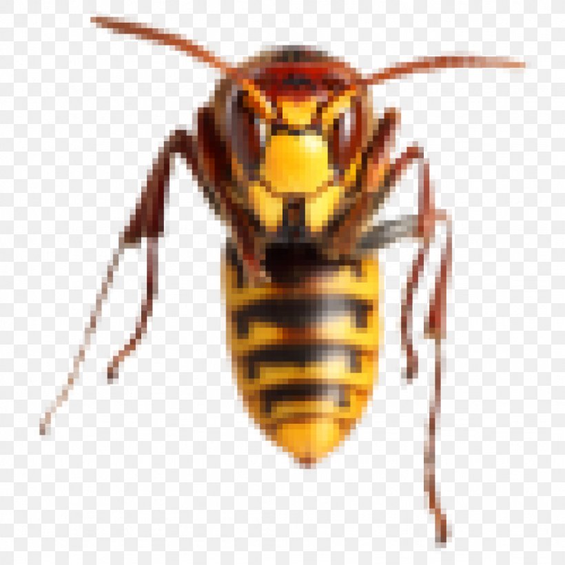 Hornet Bee Sting Wasp Insect, PNG, 1024x1024px, Hornet, Arthropod, Bee, Bee Sting, Beetle Download Free