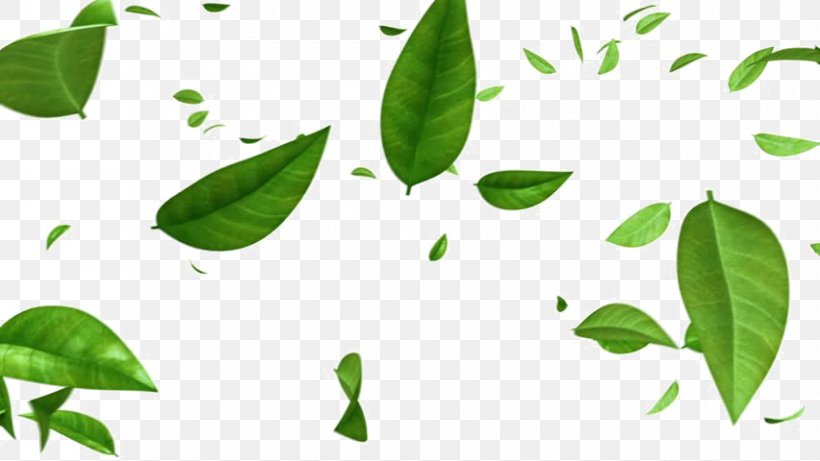 Stock Footage Image Leaf Green Video, PNG, 852x480px, 4k Resolution, Stock Footage, Basil, Branch, Footage Download Free