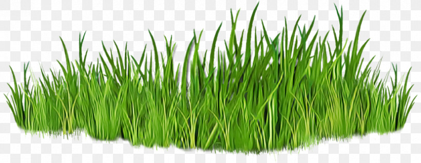 Vetiver Wheatgrass Sweet Grass Commodity Grasses, PNG, 830x322px, Vetiver, Chrysopogon, Commodity, Grasses, Sweet Grass Download Free