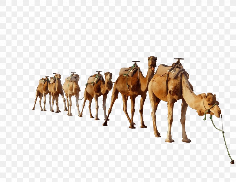 Dromedary PicsArt Photo Studio Image Camel Toe Editing, PNG, 1971x1523px, Dromedary, Arabian Camel, Bactrian Camel, Camel, Camel Toe Download Free