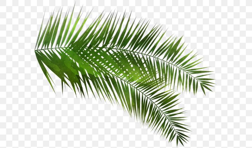 Palm Tree, PNG, 596x484px, Tree, Arecales, Branch, Conifer, Cycad Download Free