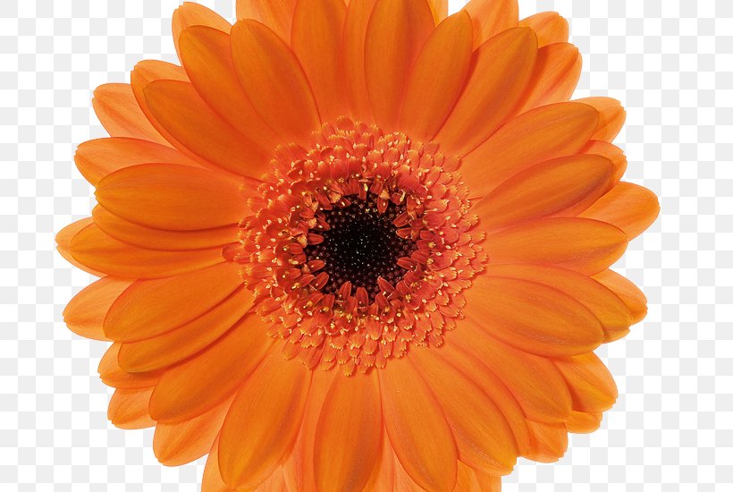 Transvaal Daisy Chrysanthemum Cut Flowers Gallery Wrap Color, PNG, 800x550px, Transvaal Daisy, Apple Music, Chrysanthemum, Chrysanths, Color Download Free