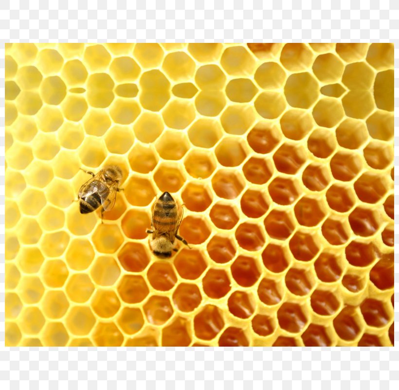 Honey Bee Mead Beehive, PNG, 800x800px, Bee, Apitoxin, Bee Pollen, Beehive, Beeswax Download Free