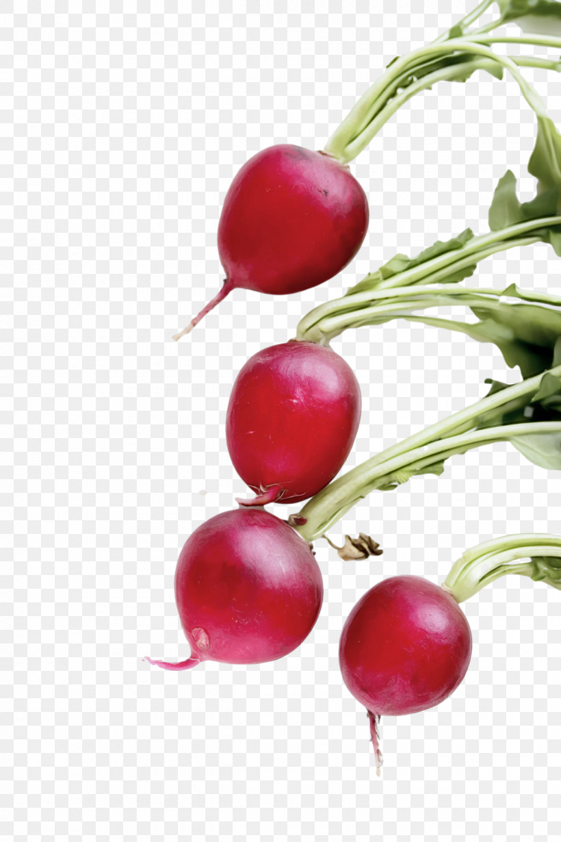 Rose, PNG, 1200x1800px, Vegetable, Beetroot, Cranberry, Lingonberry, Local Food Download Free