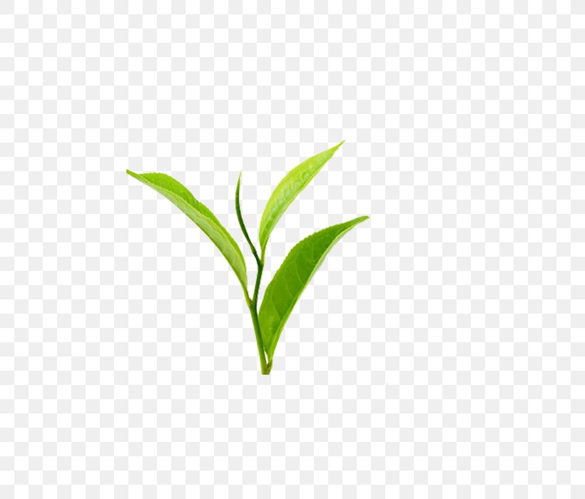 Tea Leaf Download Image, PNG, 700x700px, Tea, Color, Cosmetics, Grass, Grass Family Download Free