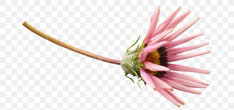 Petal Chrysanthemum Indicum Flower, PNG, 670x385px, Petal, Chrysanthemum, Chrysanthemum Indicum, Cut Flowers, Flower Download Free