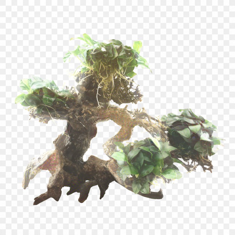 Tree Root, PNG, 1000x1000px, Bonsai, Anubias, Anubias Barteri, Anubias Barteri Var Nana, Aquarium Download Free